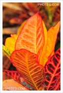 IMAGE GALLERY