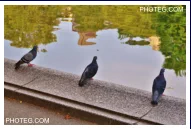 IMAGE GALLERY