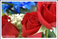 IMAGE GALLERY