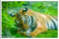 IMAGE GALLERY